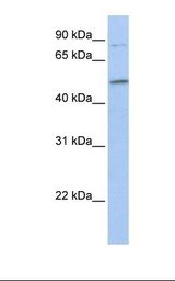 NTERA2 cell lysate. Antibody concentration: 1.0 ug/ml. Gel concentration: 12%.