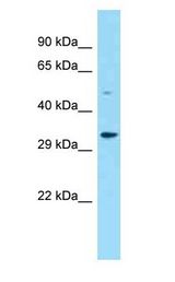 FAM212B antibody Western Blot of Rat Brain.