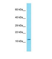 Western blot of HepG2. FAM24B antibody dilution 1.0 ug/ml.