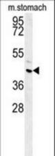 FAM26E Antibody western blot of mouse stomach tissue lysates (15 ug/lane). The FAM26E antibody detected FAM26E protein (arrow).