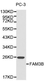 Western blot of FAM3B pAb in extracts from PC-3 cells.