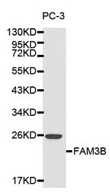 Western blot analysis of PC-3 cell lysate using FAM3B antibody.