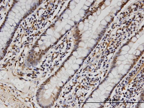 Immunoperoxidase of monoclonal antibody to FAM3B on formalin-fixed paraffin-embedded human small Intestine. [antibody concentration 3 ug/ml]
