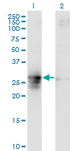 Western blot of FAM3B expression in transfected 293T cell line by FAM3B monoclonal antibody (M07), clone 1E7.