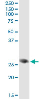 Immunoprecipitation of FAM3B transfected lysate using anti-FAM3B monoclonal antibody and Protein A Magnetic Bead.
