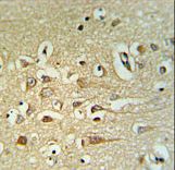 FA40B Antibody IHC of formalin-fixed and paraffin-embedded human brain tissue followed by peroxidase-conjugated secondary antibody and DAB staining.