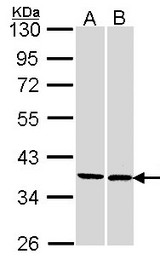 Sample (30 ug of whole cell lysate). A:293T, B: H1299. 10% SDS PAGE. FAM50A antibody diluted at 1:1000.