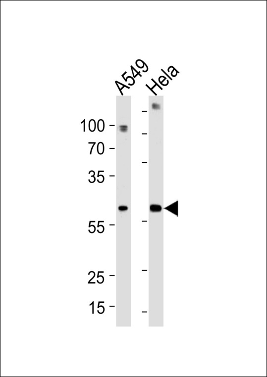 FAM50A Antibody western blot of A549,HeLa cell line lysates (35 ug/lane). The FAM50A antibody detected the FAM50A protein (arrow).
