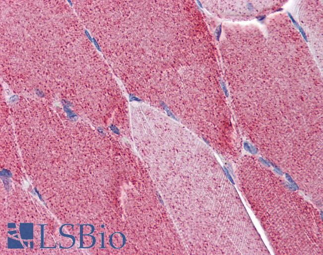 Anti-FAM50A antibody IHC of human skeletal muscle. Immunohistochemistry of formalin-fixed, paraffin-embedded tissue after heat-induced antigen retrieval. Antibody LS-B4481 concentration 5 ug/ml.