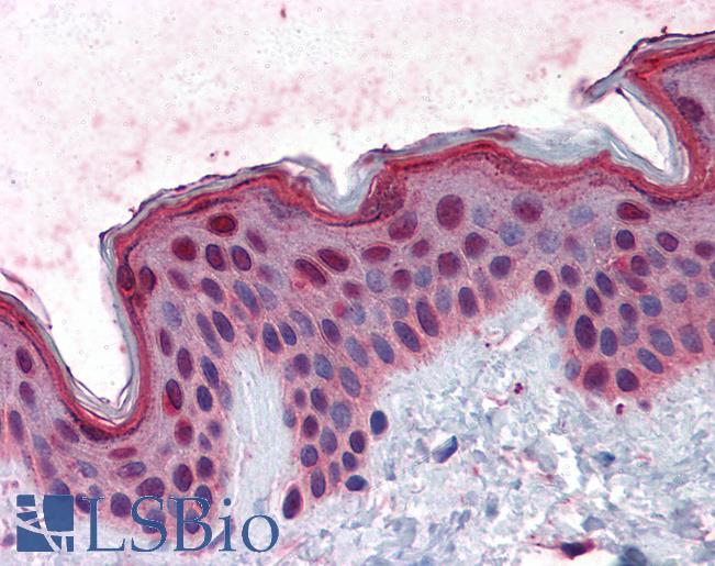 Anti-FAM50A antibody IHC of human skin. Immunohistochemistry of formalin-fixed, paraffin-embedded tissue after heat-induced antigen retrieval. Antibody LS-B4481 concentration 5 ug/ml.