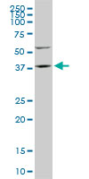 FAM50A monoclonal antibody, clone 5F10. Western blot of FAM50A expression in PC-12.