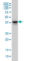 FAM50A monoclonal antibody, clone 5F10 Western blot of FAM50A expression in HeLa NE.