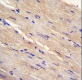 FAM69B Antibody immunohistochemistry of formalin-fixed and paraffin-embedded human m.heart tissue followed by peroxidase-conjugated secondary antibody and DAB staining.