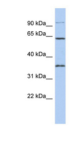 FAM71B antibody LS-C111412 Western blot of SH-SYSY lysate.