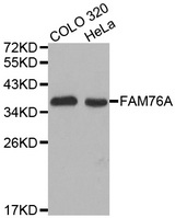 Western blot analysis of extracts of various cell lines, using FAM76A antibody.
