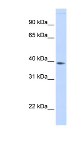 FAM76B antibody LS-C102457 Western blot of Fetal Liver lysate.