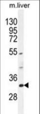 FAM78B Antibody western blot of mouse liver tissue lysates (35 ug/lane). The FAM78B antibody detected the FAM78B protein (arrow).