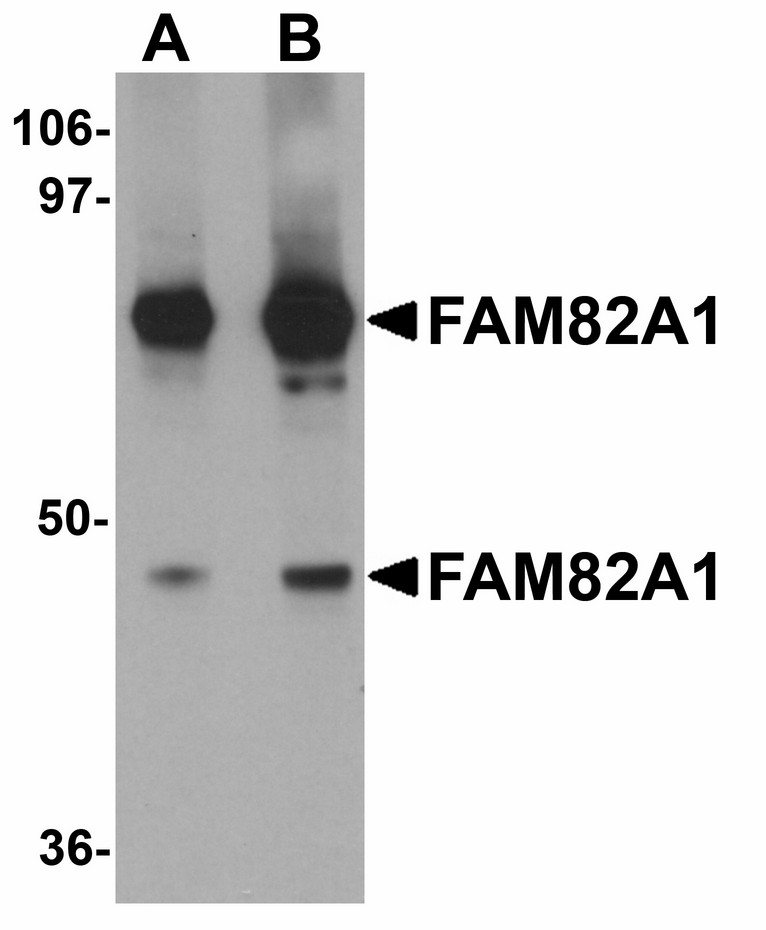 Western blot of FAM82A1 in K562 cell lysate with FAM82A1 antibody at (A) 1 and (B) 2 ug/ml.