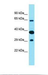 Western blot of Fetal Lung. FAM83D antibody dilution 1.0 ug/ml.