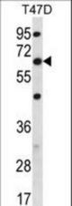 FAM83D Antibody western blot of T47D cell line lysates (35 ug/lane). The FAM83D antibody detected the FAM83D protein (arrow).