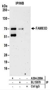 Detection of Human FAM83D by Western Blot of Immunoprecipitates. Samples: Whole cell lysate (0.5 or 1.0 mg per IP reaction; 20% of IP loaded) from HeLa cells. Antibodies: Affinity purified rabbit anti-FAM83D antibody used for IP at 6 ug per reaction. FAM83D was also immunoprecipitated by rabbit anti-FAM83D antibody BL15870. For blotting immunoprecipitated FAM83D, was used at 1 ug/ml. Detection: Chemiluminescence with an exposure time of 3 minutes.