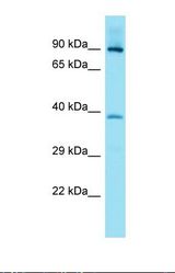 Western blot of Fetal Heart. FAM83G antibody dilution 1.0 ug/ml.