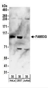 Detection of Human FAM83G by Western Blot. Samples: Whole cell lysate (50 ug) from HeLa, 293T, and Jurkat cells. Antibodies: Affinity purified rabbit anti-FAM83G antibody used for WB at 1 ug/ml. Detection: Chemiluminescence with an exposure time of 3 minutes.