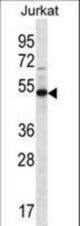 FA8A1 Antibody western blot of Jurkat cell line lysates (35 ug/lane). The FA8A1 antibody detected the FA8A1 protein (arrow).