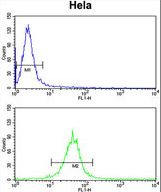 F91A1 Antibody flow cytometry of HeLa cells (bottom histogram) compared to a negative control cell (top histogram). FITC-conjugated goat-anti-rabbit secondary antibodies were used for the analysis.