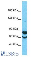 FAM91A1 antibody Western Blot of HepG2. Antibody dilution: 1 ug/ml.