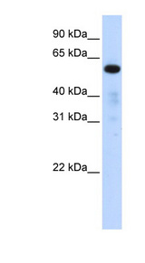 FAM98A antibody LS-C102606 Western blot of 293T cell lysate.