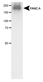 Detection of FANC A in transfected COS1 cell lysate.
