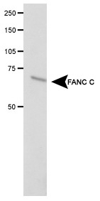 Detection of FANC C in transfected COS1 cell lysate.