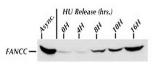 FANCC Antibody (8F3) - Western blot on hydroxyurea (HU) synchronized 293 FANCC E2 cells.