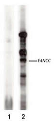 FANCC Antibody - Western Blot on cells overexpressing FANCC probed with 1. pre-immune serum and 2. anti-FANCC .