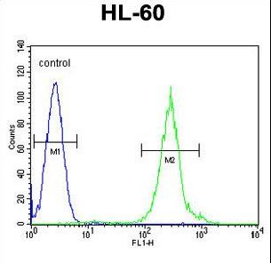 FANCC Antibody flow cytometry of HL-60 cells (right histogram) compared to a negative control cell (left histogram). FITC-conjugated goat-anti-rabbit secondary antibodies were used for the analysis.