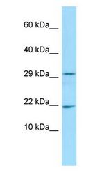 FANCD2OS antibody Western Blot of Rat Pancreas.