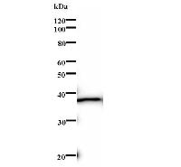 Western blot analysis of immunized recombinant protein, using anti-FANCE monoclonal antibody.
