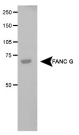 Detection of FANC G in transfected COS1 cell lysate.