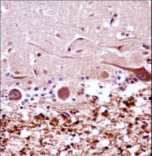 FANCG Antibody immunohistochemistry of formalin-fixed and paraffin-embedded human cerebellum tissue followed by peroxidase-conjugated secondary antibody and DAB staining.