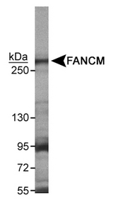 Detection of FANCM in 293 EBN4 cell lysates.