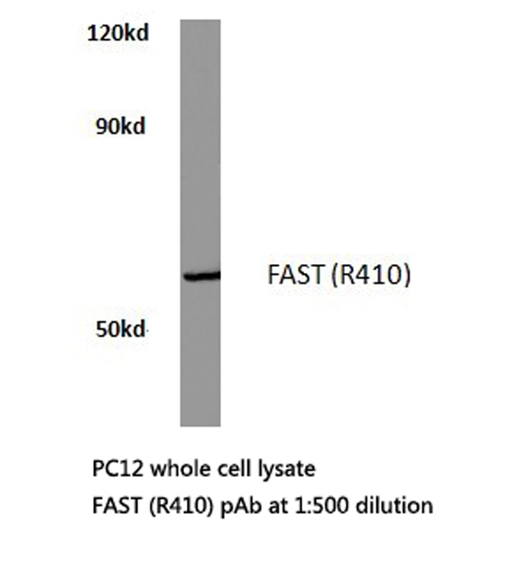 Western blot of FAST (R410) pAb in extracts from pc12 cells.