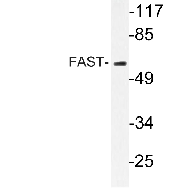 Western blot of FAST antibody in extracts from A549 cells.