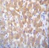 FASTK Antibody immunohistochemistry of formalin-fixed and paraffin-embedded human liver tissue followed by peroxidase-conjugated secondary antibody and DAB staining.