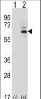Western blot of FASTK (arrow) using rabbit polyclonal FASTK Antibody. 293 cell lysates (2 ug/lane) either nontransfected (Lane 1) or transiently transfected (Lane 2) with the FASTK gene.