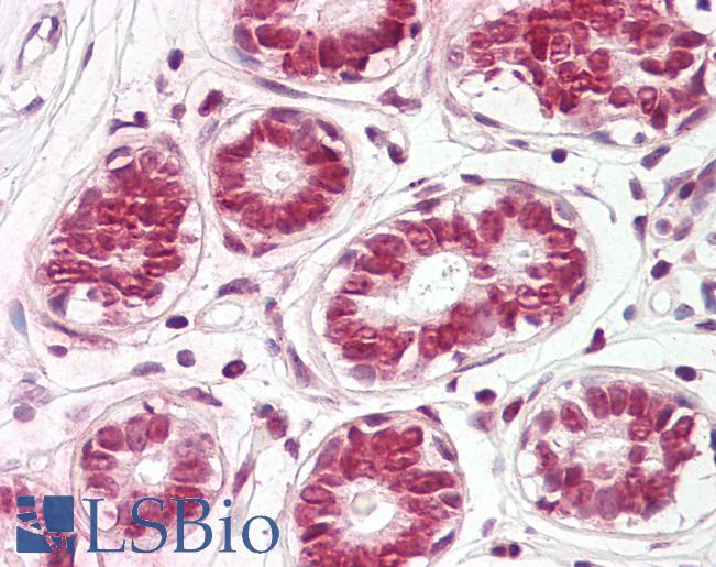 Anti-FAU antibody IHC of human breast. Immunohistochemistry of formalin-fixed, paraffin-embedded tissue after heat-induced antigen retrieval. Antibody LS-B8219 dilution 5-7.5 ug/ml.