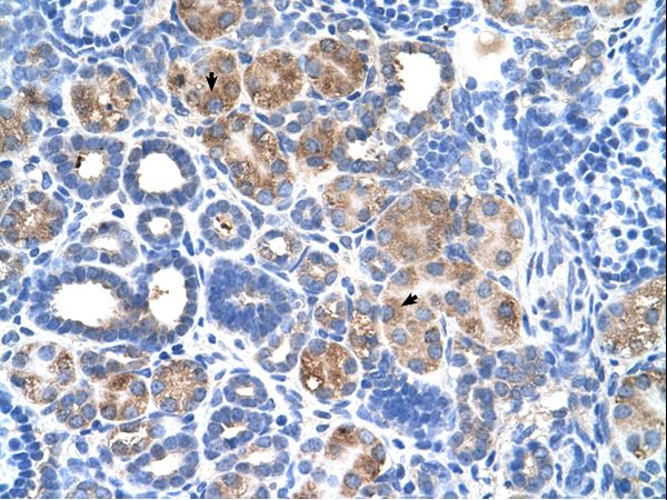 C5orf4 antibody LS-C40396 was used in IHC to stain formalin-fixed, paraffin-embedded human kidney.