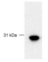 Detection of 30 ug of recombinant human full-length FBG4.