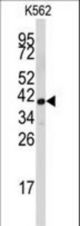 Western blot of anti-FBL Antibody (Center E120) in K562 cell line lysates (35 ug/lane). FBL (arrow) was detected using the purified antibody.