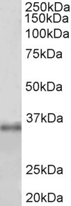 FBL antibody (1 ug/ml) staining of HEK293 lysate (35 ug protein in RIPA buffer). Primary incubation was 1 hour. Detected by chemiluminescence.